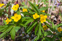Anemonoides ranunculoides
