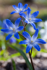 Scilla