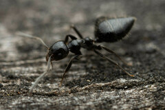 Technomyrmex sophiae