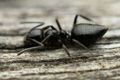 Technomyrmex sophiae