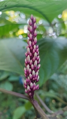 Phlogacanthus curviflorus