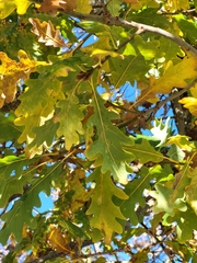 Quercus petraea