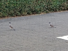 Pycnonotus aurigaster