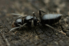 Technomyrmex sophiae