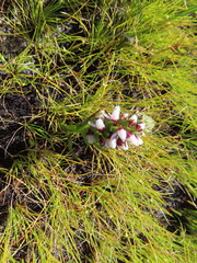 Disa obtusa hottentotica