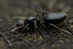 Technomyrmex sophiae