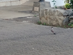 Pycnonotus aurigaster