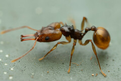 Orectognathus versicolor