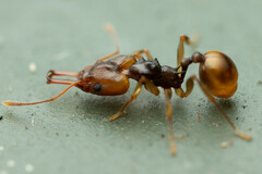 Orectognathus versicolor