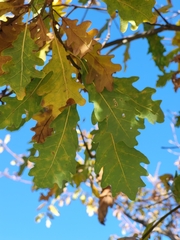 Quercus petraea
