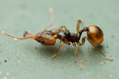 Orectognathus versicolor