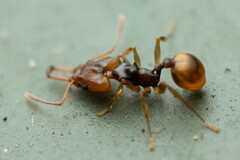 Orectognathus versicolor