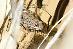 Pelophylax saharicus