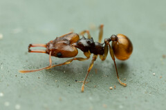 Orectognathus versicolor