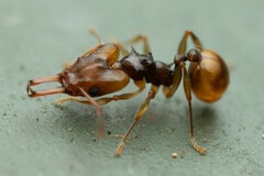 Orectognathus versicolor