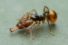 Orectognathus versicolor