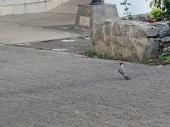 Pycnonotus aurigaster