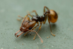 Orectognathus versicolor