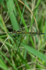 Trithemis stictica