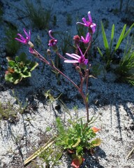 Senecio hastifolius