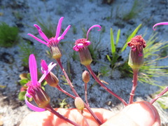 Senecio hastifolius