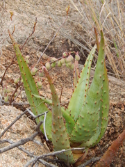 Aloe excelsa image