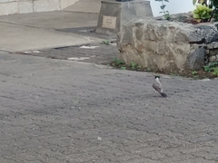 Pycnonotus aurigaster