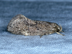 Leistomorpha brontoscopa