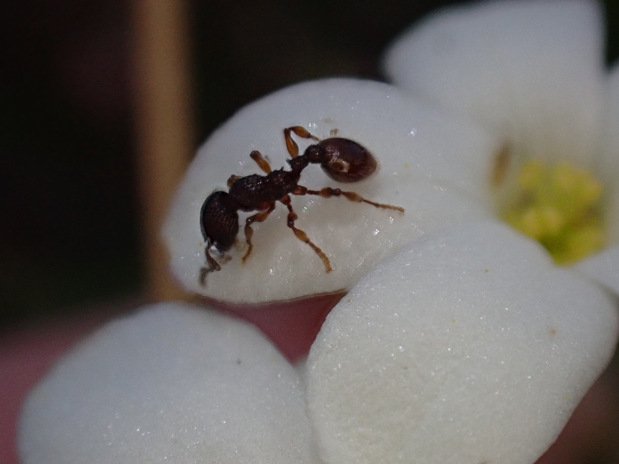 Podomyrma turneri