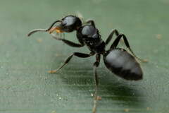 Technomyrmex sophiae