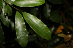 Litsea reticulata