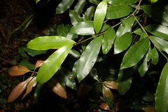 Litsea reticulata