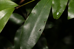 Litsea reticulata