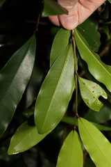 Litsea reticulata