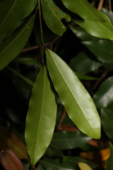 Litsea reticulata