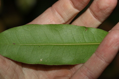 Litsea reticulata