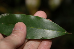 Litsea reticulata