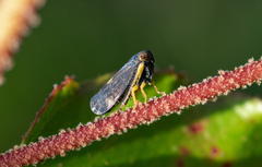 Neotartessus flavipes
