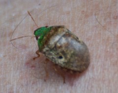 Diolcus chrysorrhoeus