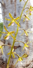 Dipodium hamiltonianum