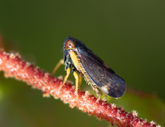 Neotartessus flavipes