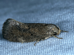 Leistomorpha brontoscopa