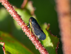 Neotartessus flavipes