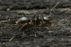 Leptomyrmex burwelli