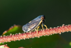 Neotartessus flavipes