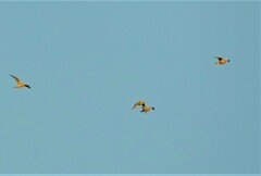 Charadrius morinellus