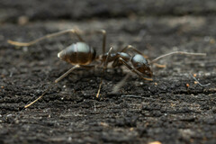 Leptomyrmex burwelli