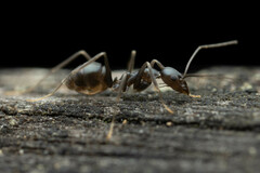 Leptomyrmex burwelli