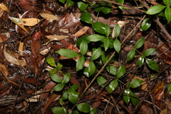 Pandorea jasminoides
