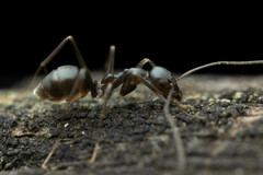 Leptomyrmex burwelli